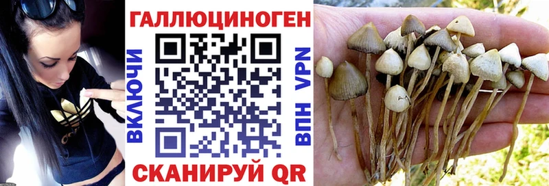площадка состав  Сургут  Псилоцибиновые грибы MAGIC MUSHROOMS 